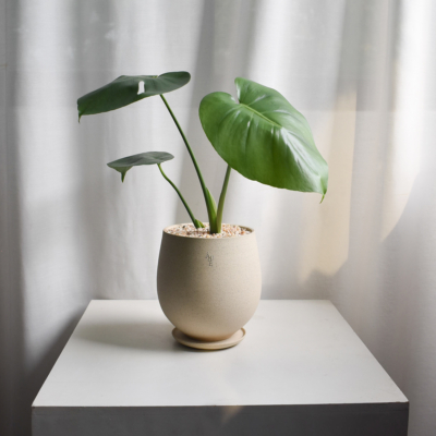 Monstera Deliciosa in Aube Jar