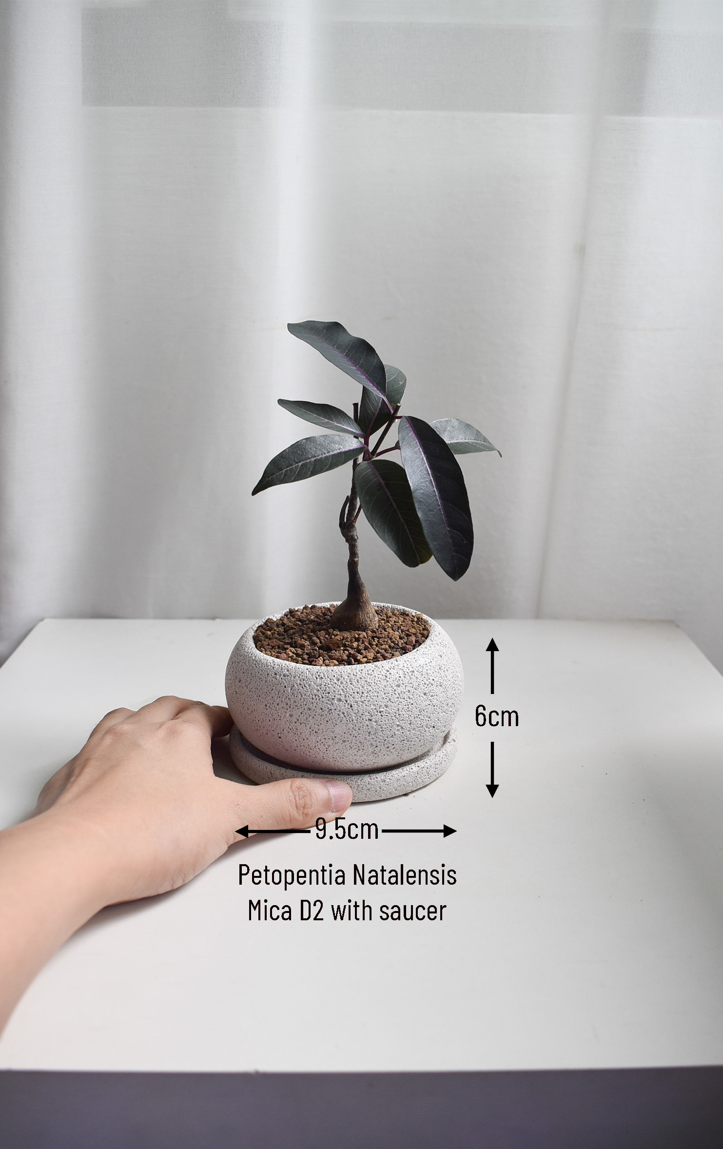 Petopentia Natalensis in Mica - Image 3