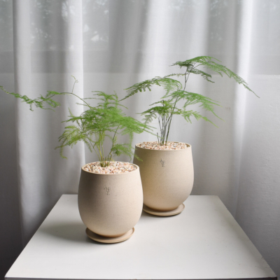 Asparagus Fern in Aube Jar