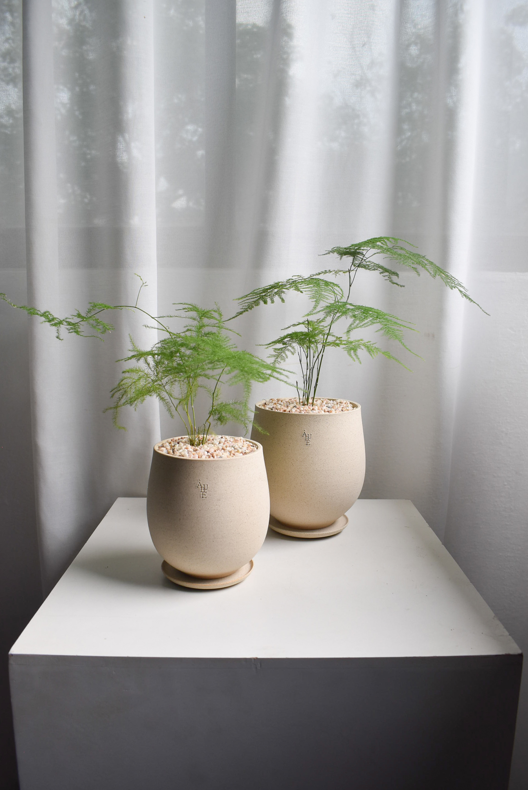 Asparagus Fern in Aube Jar