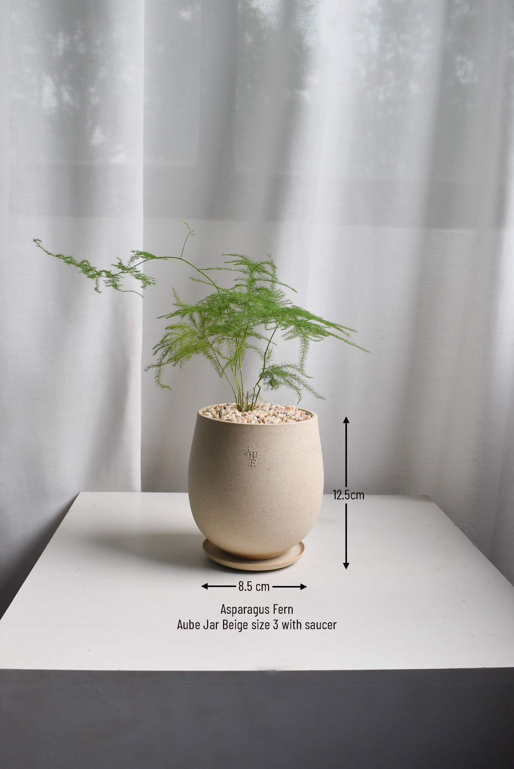Asparagus Fern in Aube Jar - Image 2