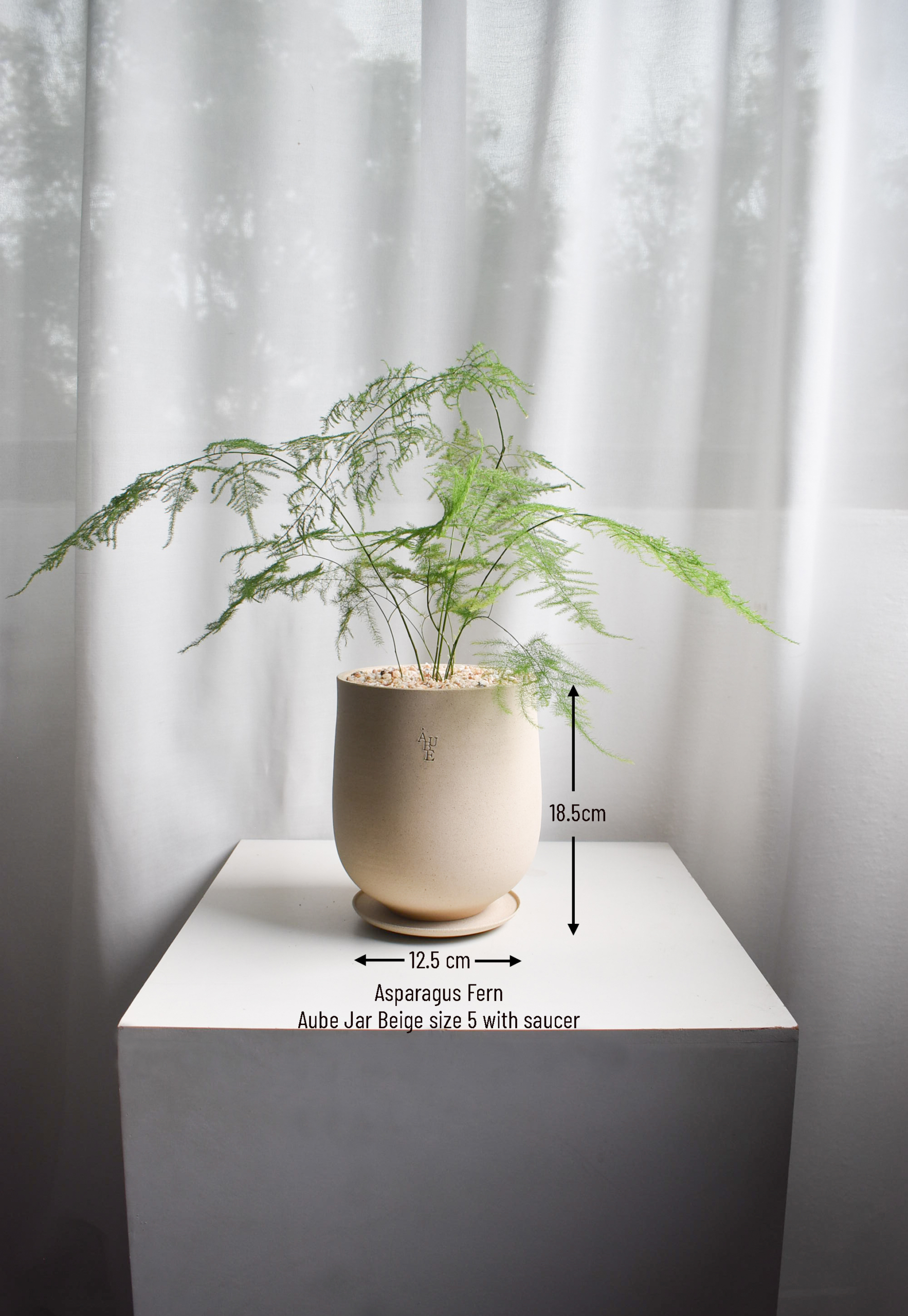 Asparagus Fern in Aube Jar - Image 3