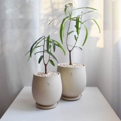 Japanese Bottletree in Aube Jar