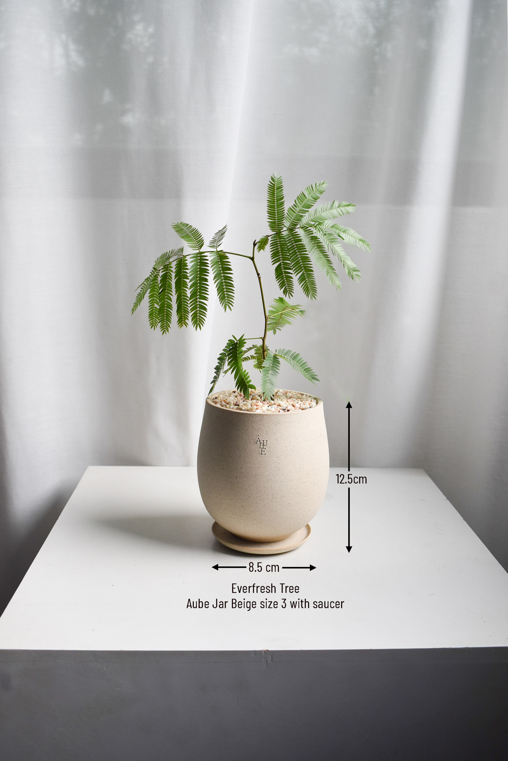 Everfresh Tree in Aube Jar - Image 2