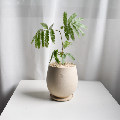 Everfresh Tree in Aube Jar