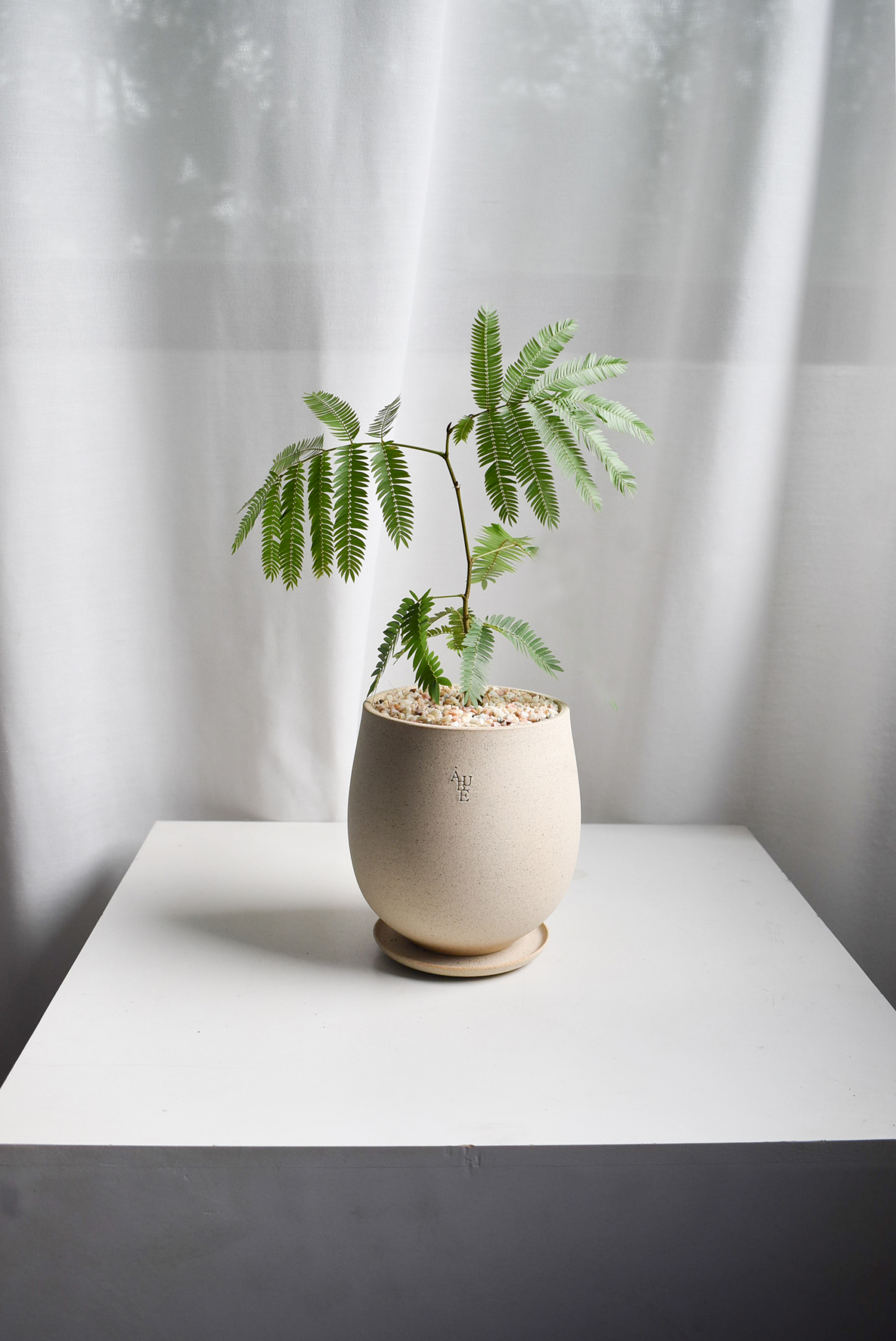 Everfresh Tree in Aube Jar