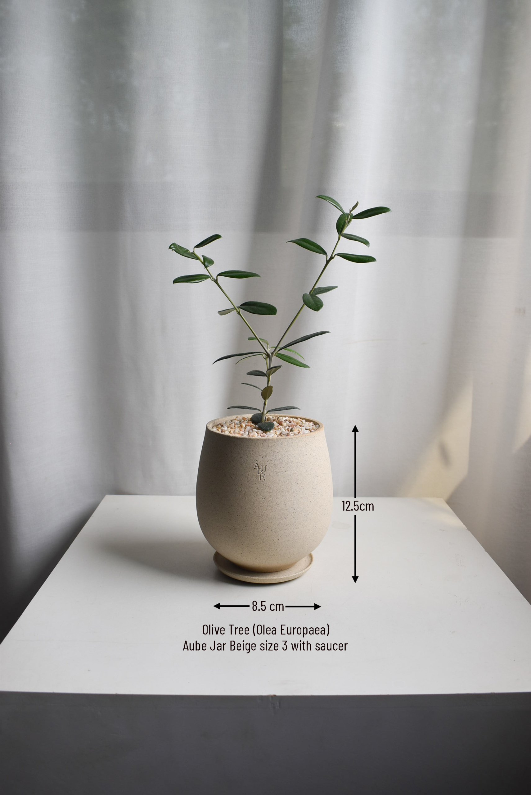 Olive Tree (Olea Europaea) in Aube Jar - Image 2