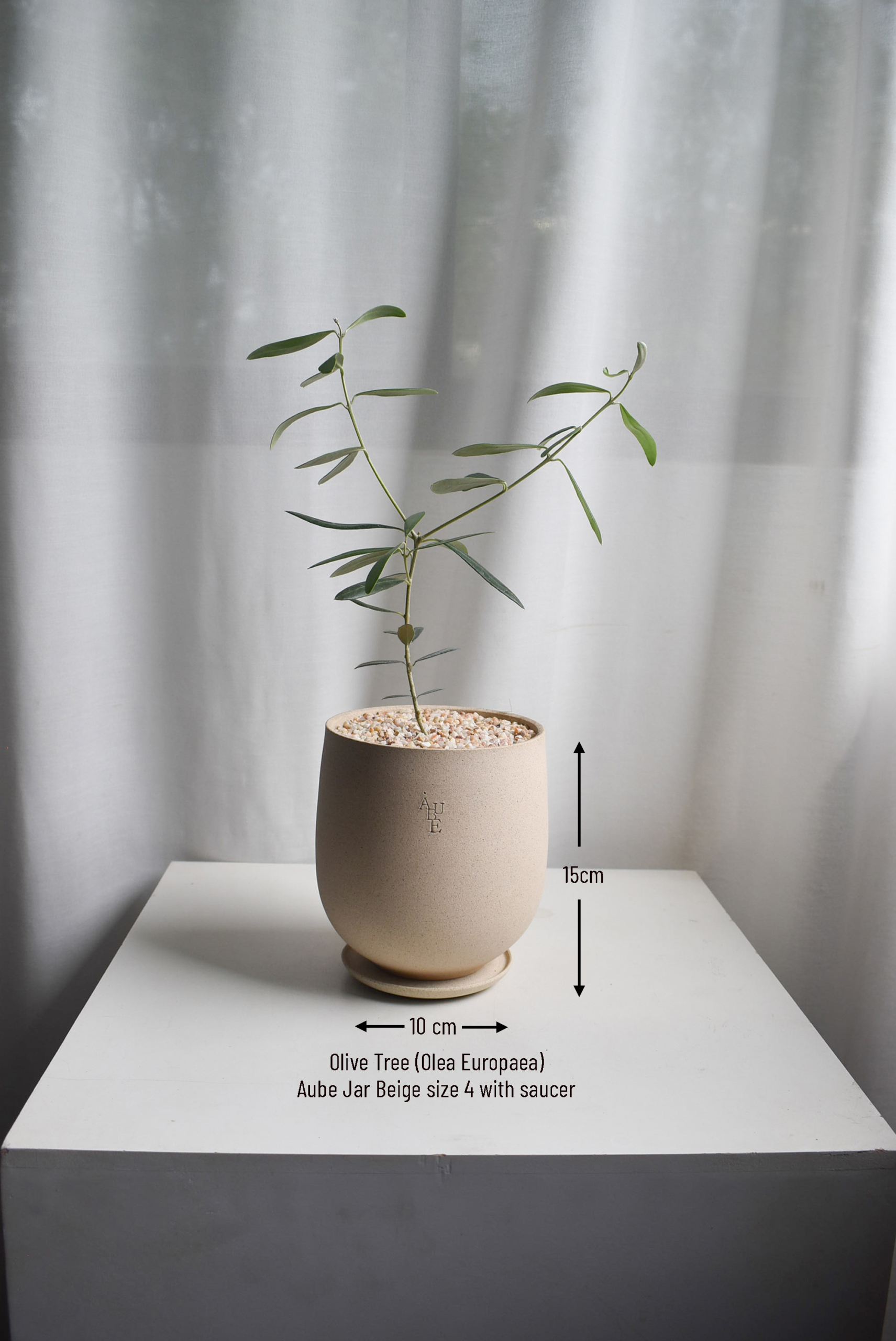 Olive Tree (Olea Europaea) in Aube Jar - Image 3