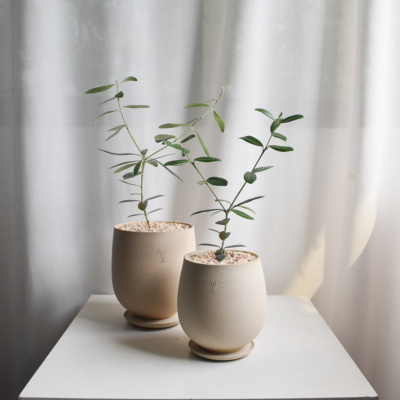 Olive Tree (Olea Europaea) in Aube Jar