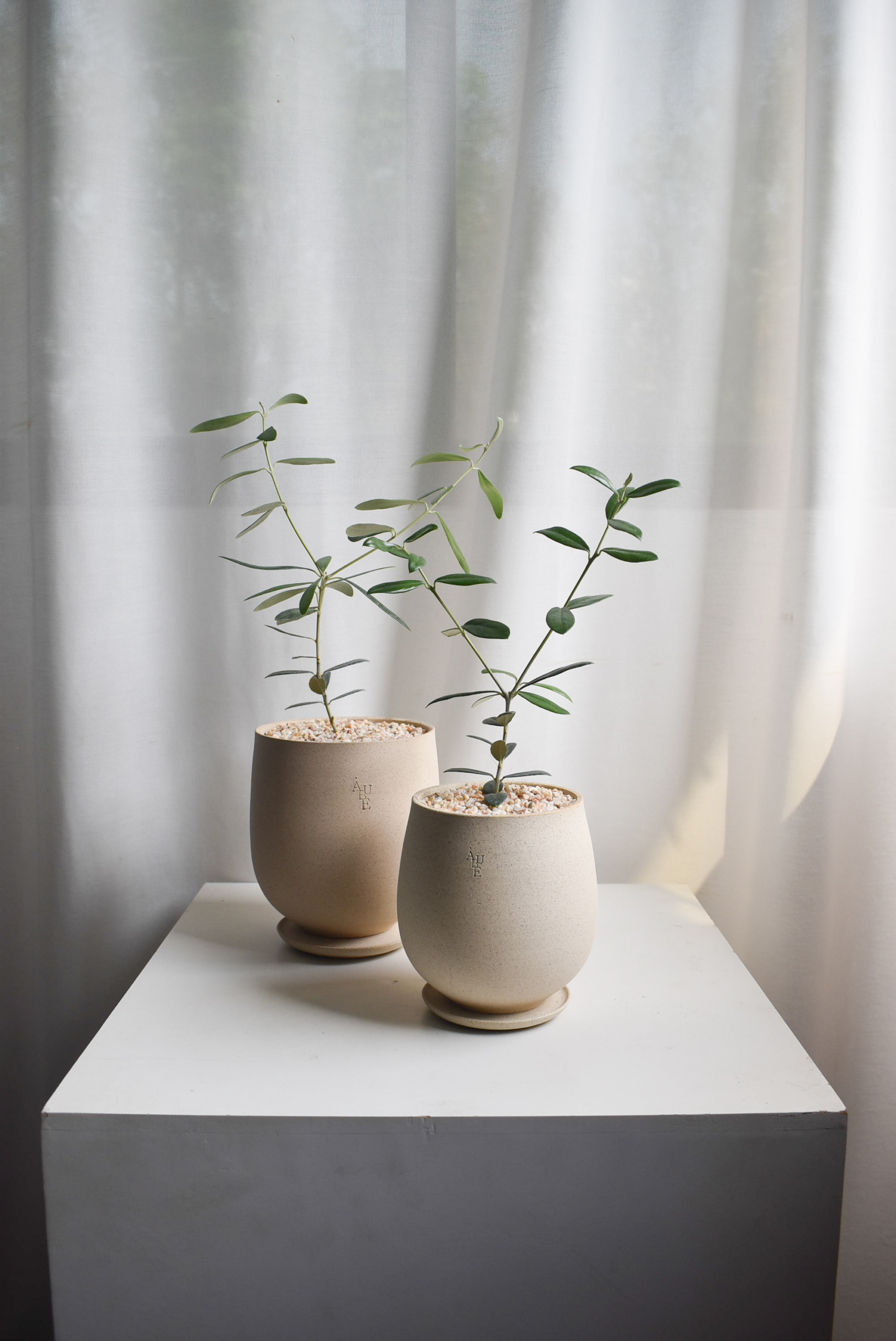 Olive Tree (Olea Europaea) in Aube Jar