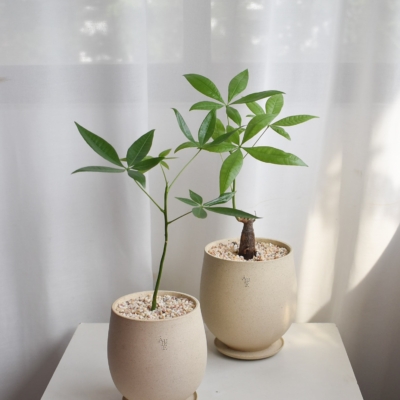 Pachira Aquatica in Aube Jar