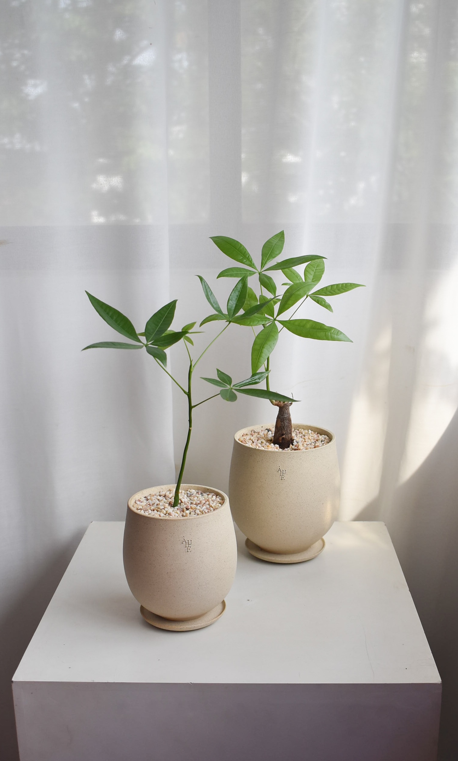 Pachira Aquatica in Aube Jar