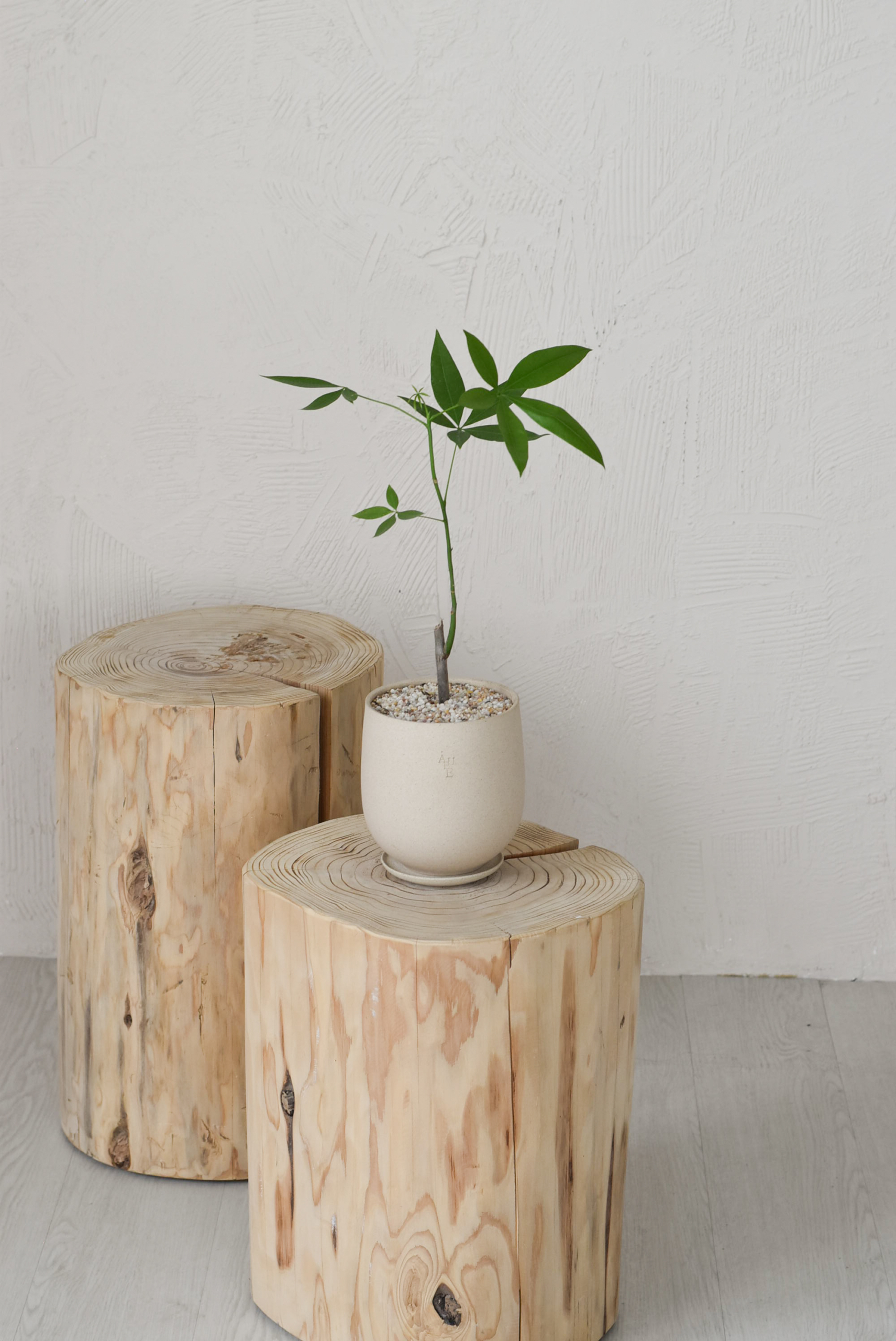 Pachira Aquatica in Aube Jar - Image 5