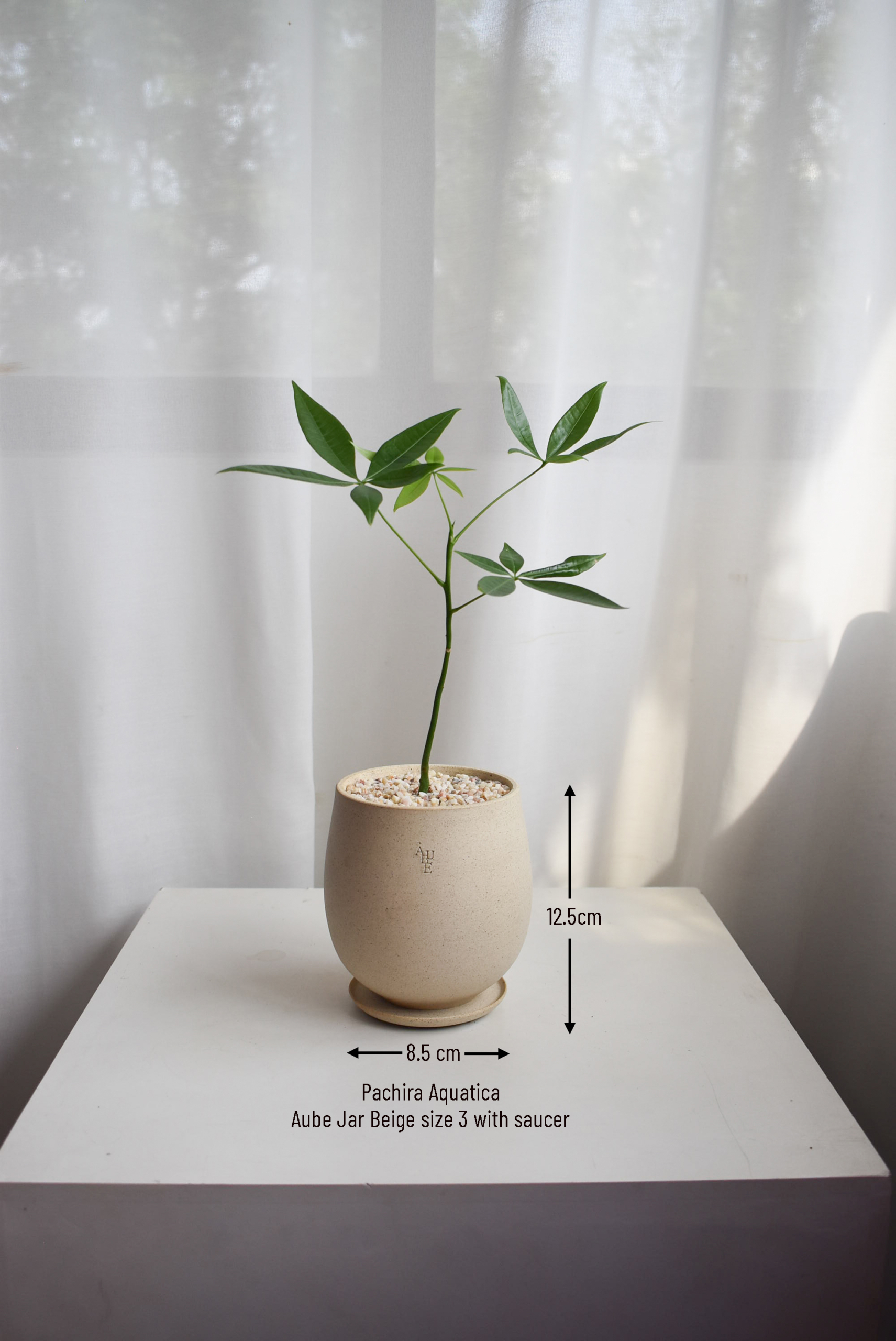Pachira Aquatica in Aube Jar - Image 2