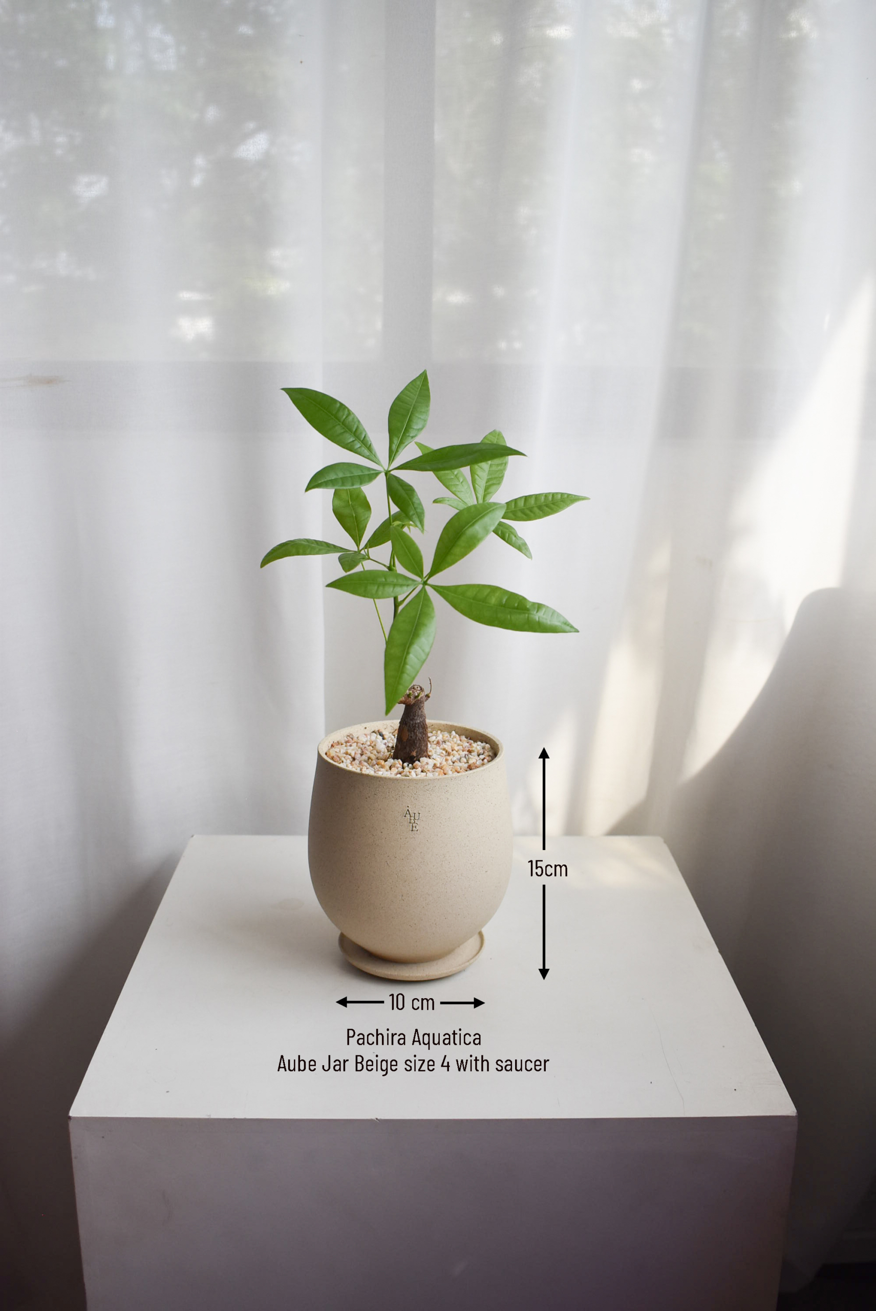 Pachira Aquatica in Aube Jar - Image 3