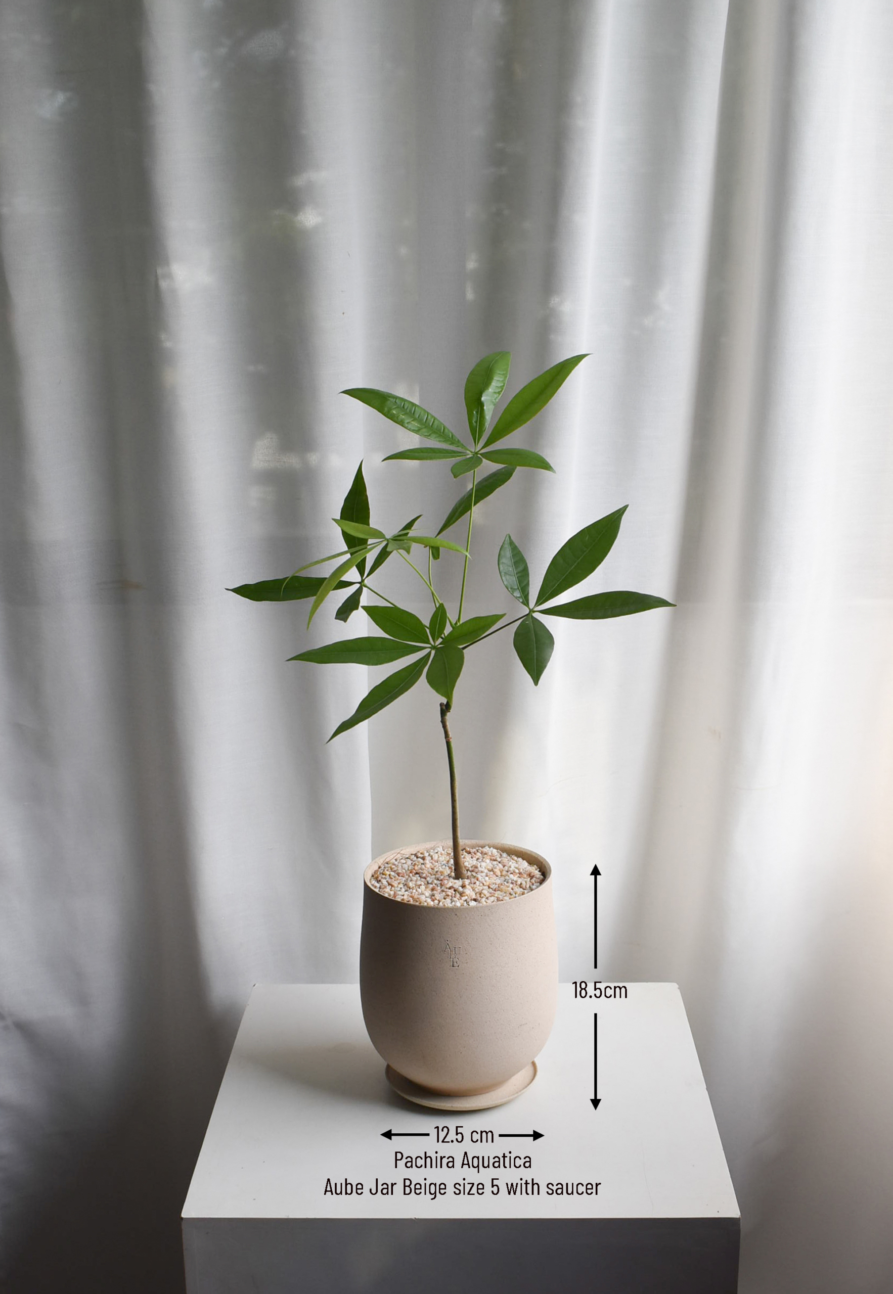 Pachira Aquatica in Aube Jar - Image 4