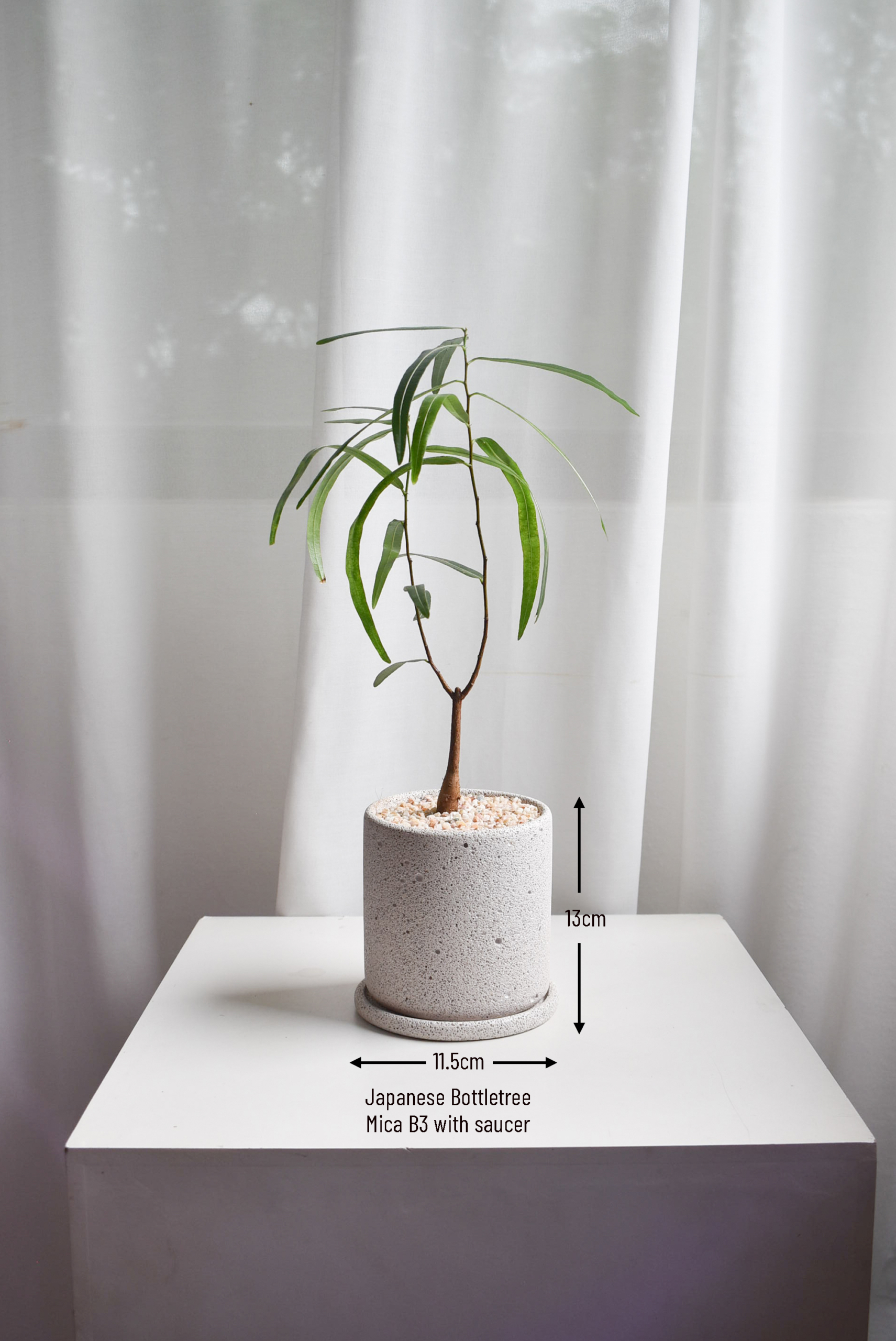 Japanese Bottletree in Mica - Image 3