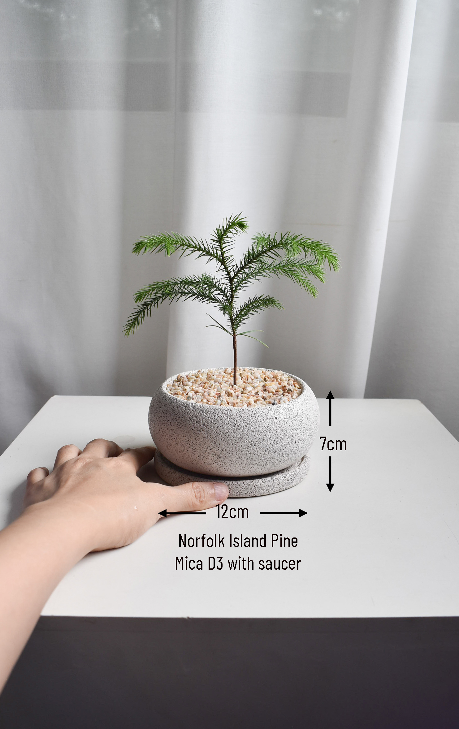 Norfolk Island Pine in Mica - Image 2