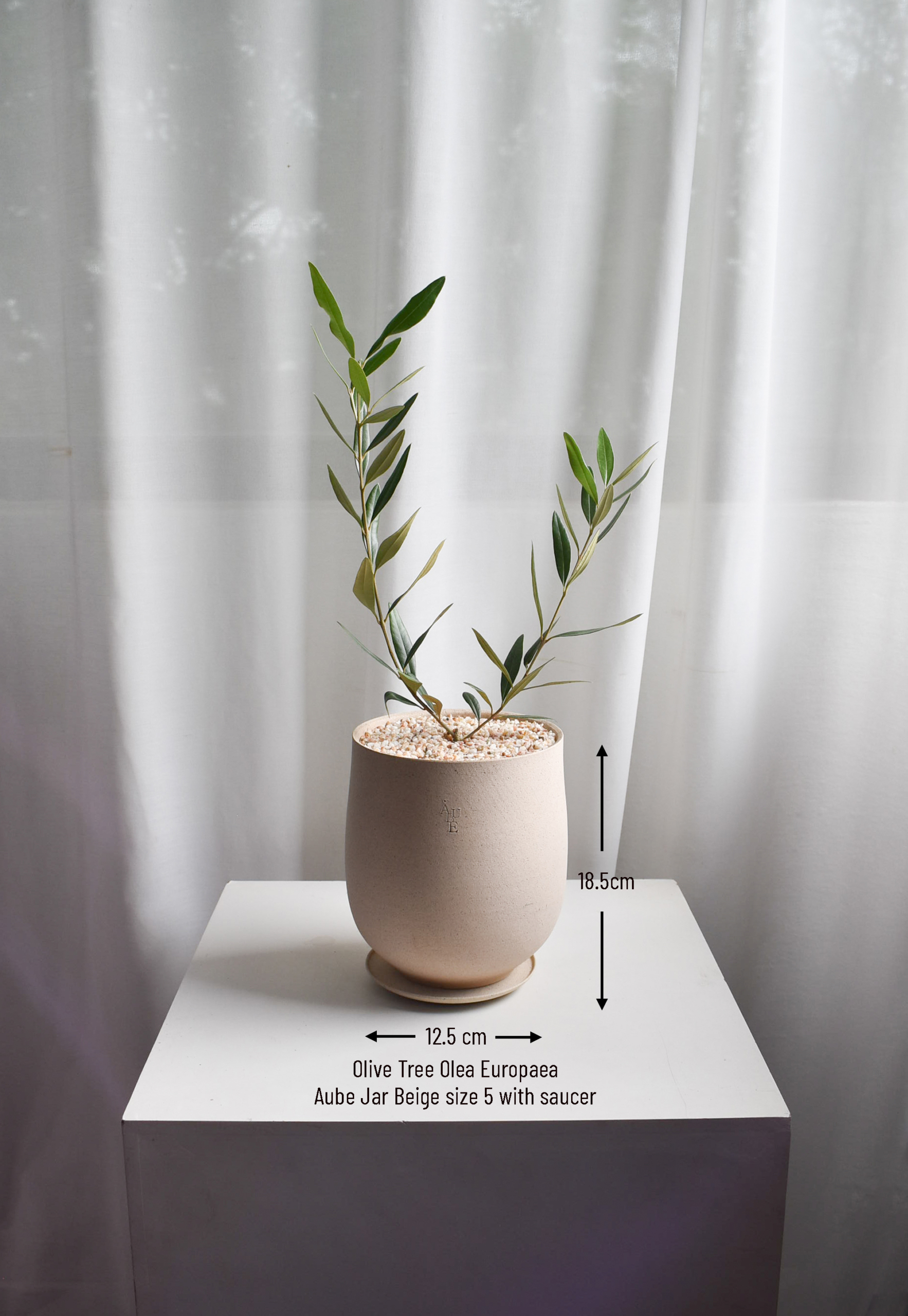 Olive Tree (Olea Europaea) in Aube Jar - Image 4