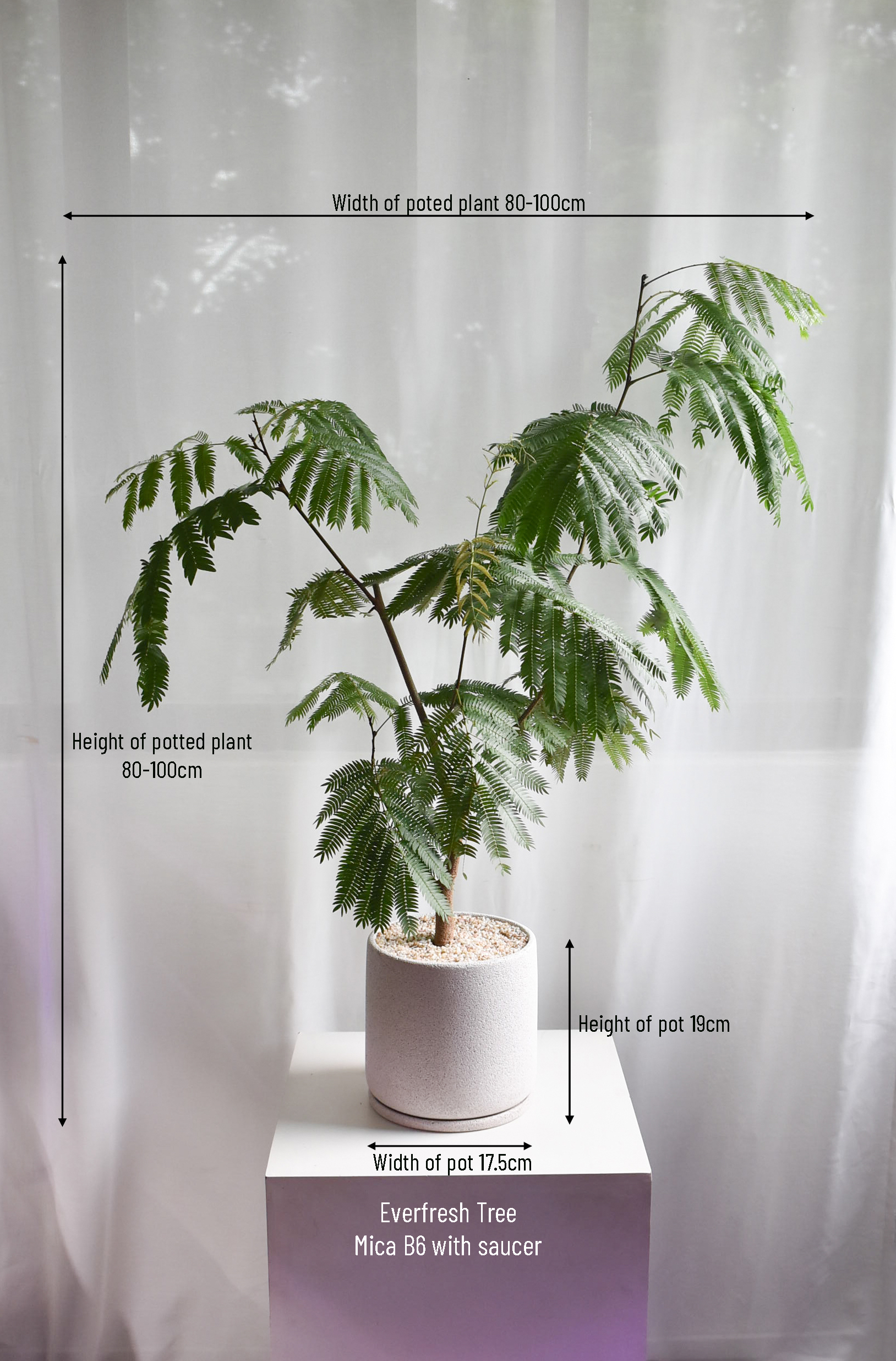 Everfresh tree in Mica B6 (+$30 car delivery at checkout) - Image 2