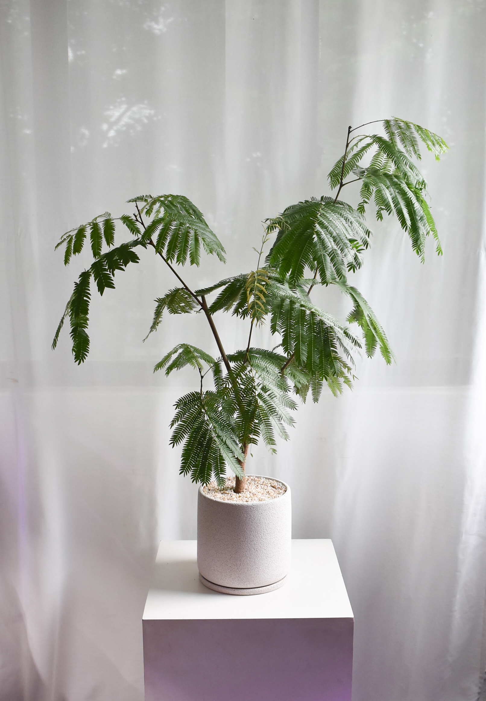 Everfresh tree in Mica B6 (+$30 car delivery at checkout)