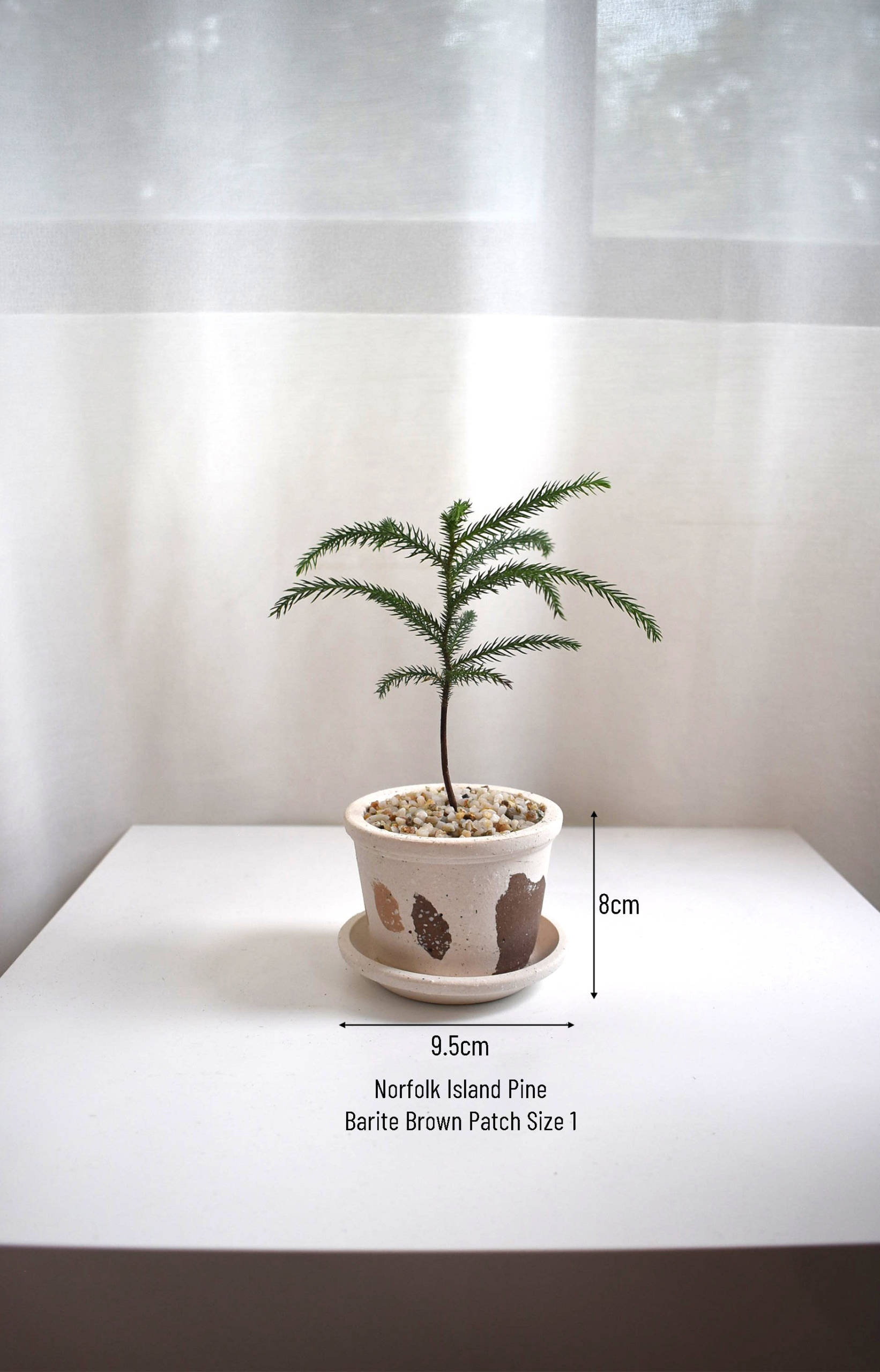 Norfolk Island Pine in Barite - Image 5