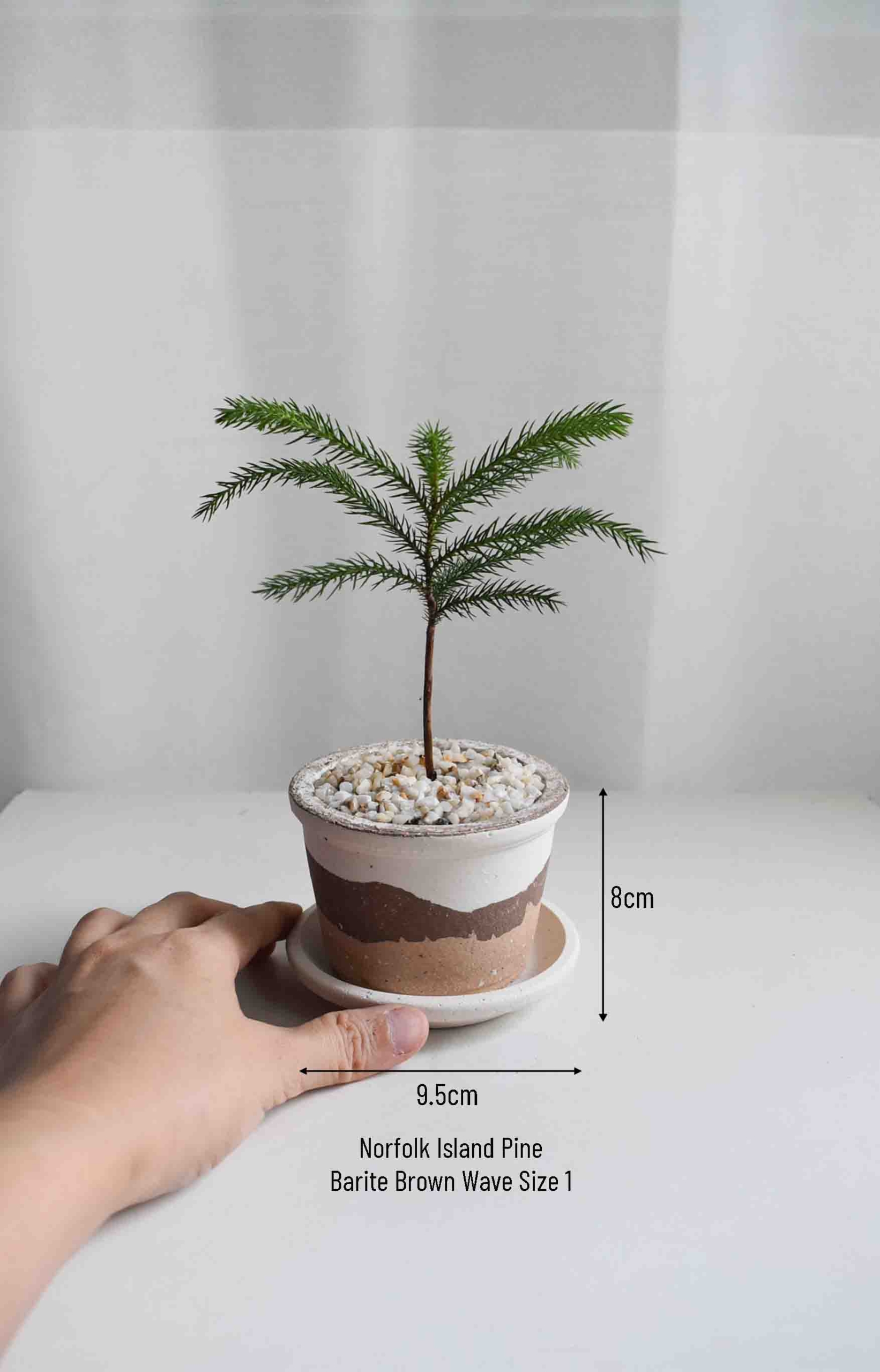 Norfolk Island Pine in Barite - Image 3