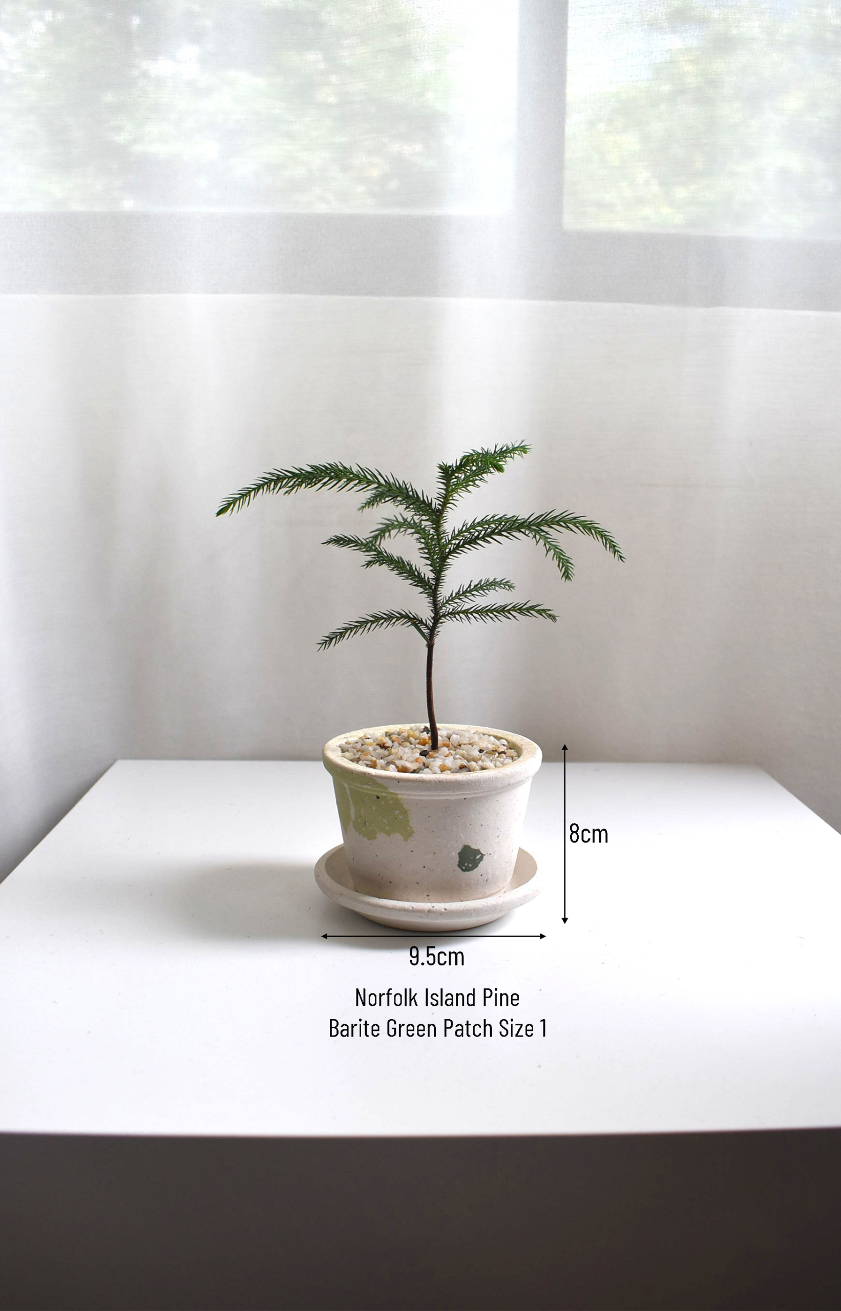 Norfolk Island Pine in Barite - Image 4