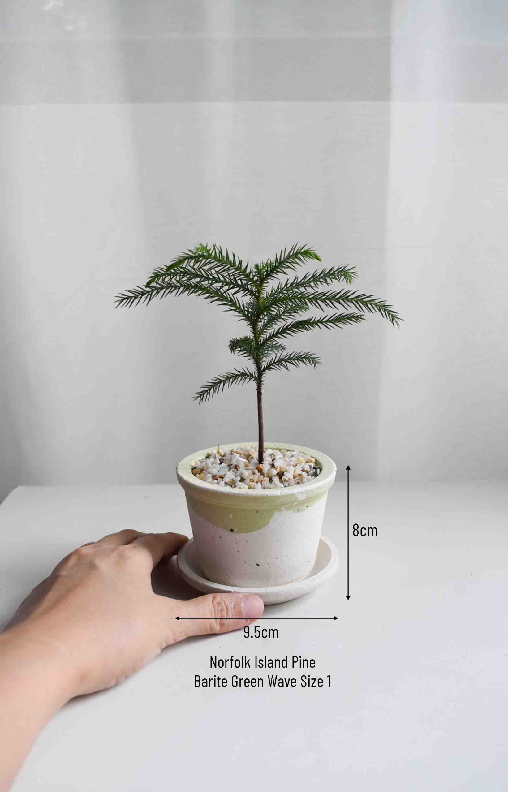 Norfolk Island Pine in Barite - Image 2
