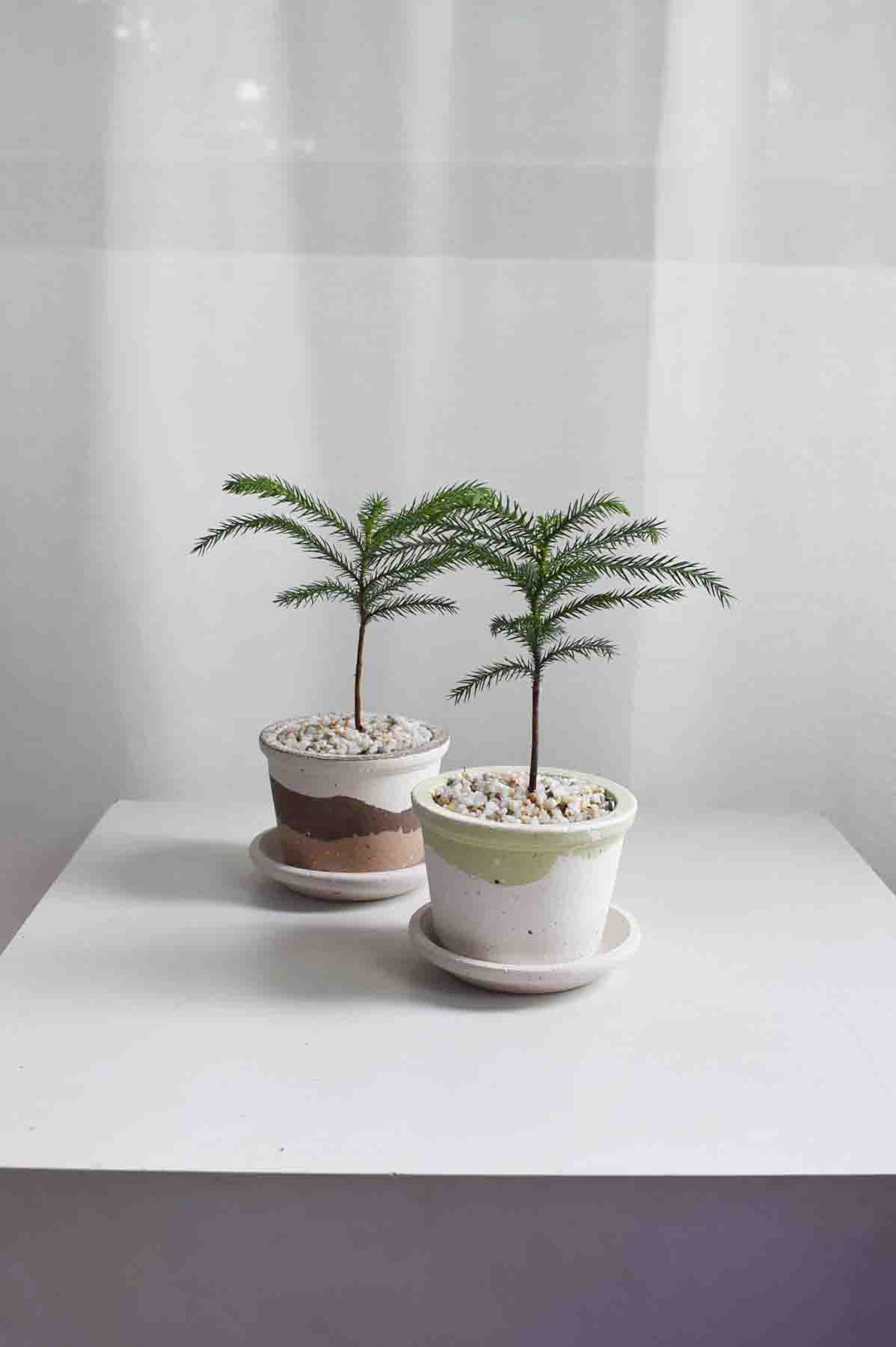 Norfolk Island Pine in Barite
