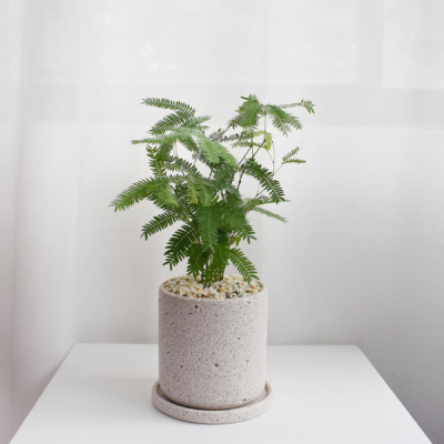 Everfresh Multistem in Mica [Clearance]