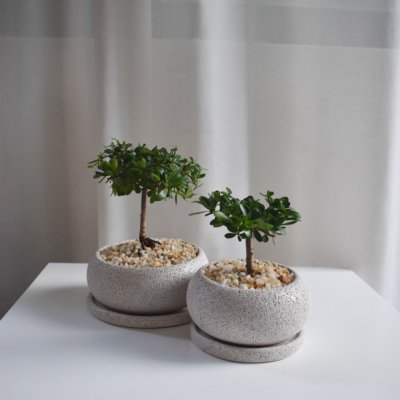 Terminalia ivorensis in Mica